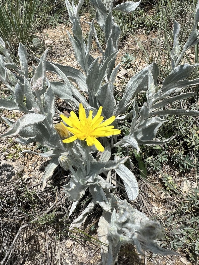 Gelasia tomentosa photo 8