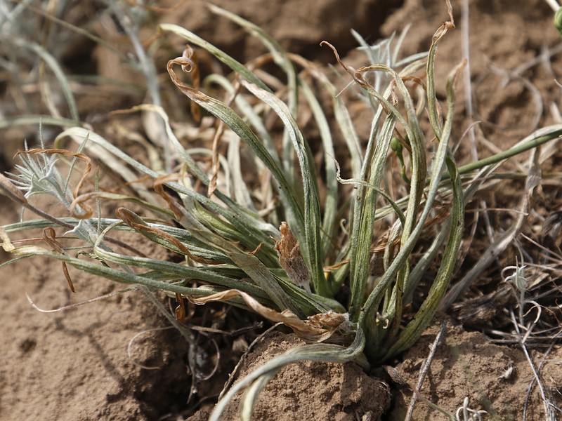 Gelasia tuberosa