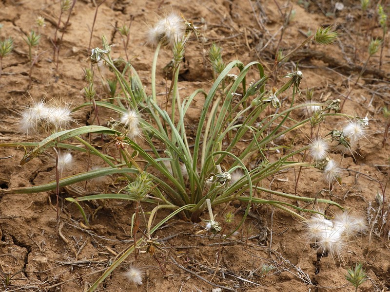 Gelasia tuberosa photo 2