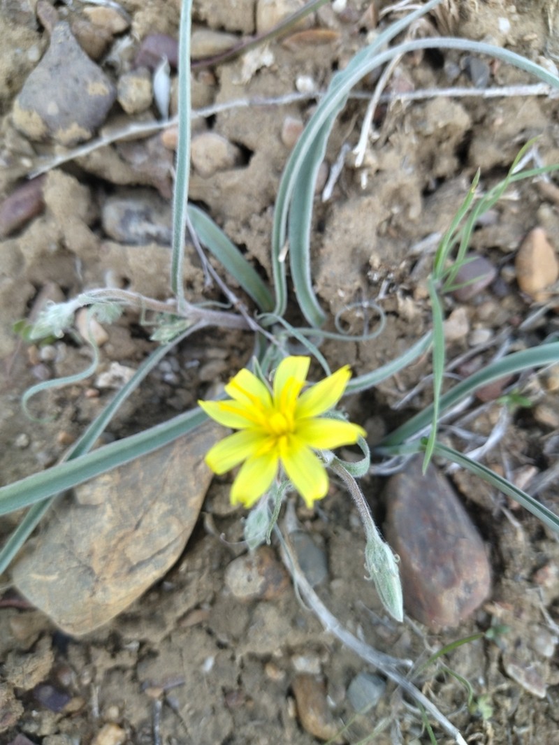 Gelasia tuberosa photo 4