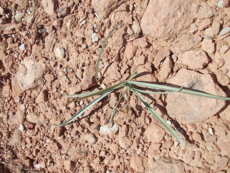 Gelasia tuberosa photo 5
