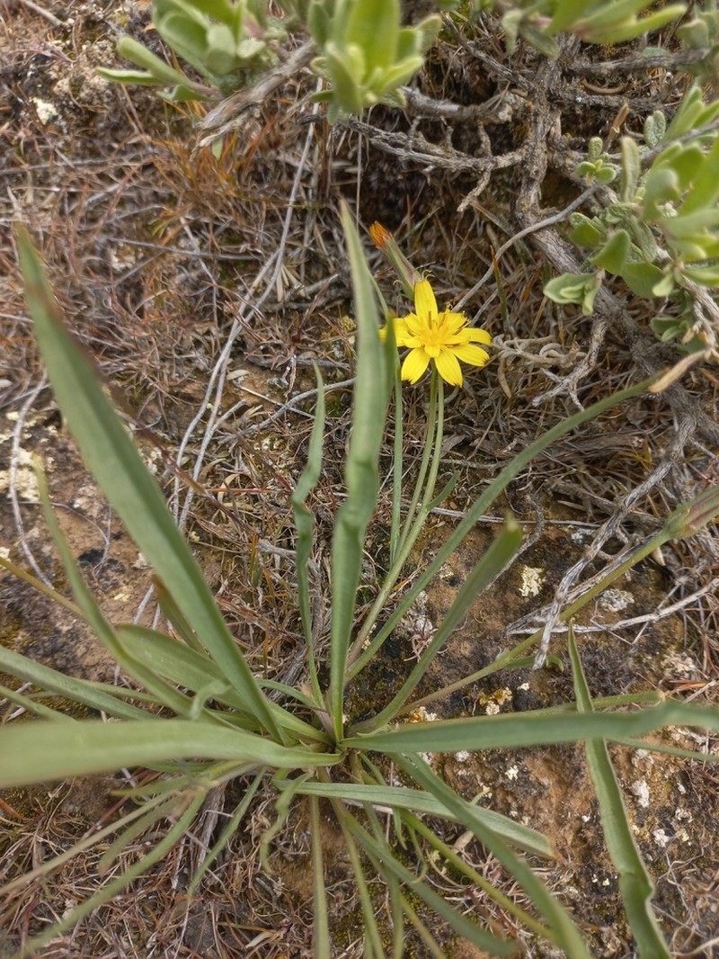 Gelasia tuberosa photo 6