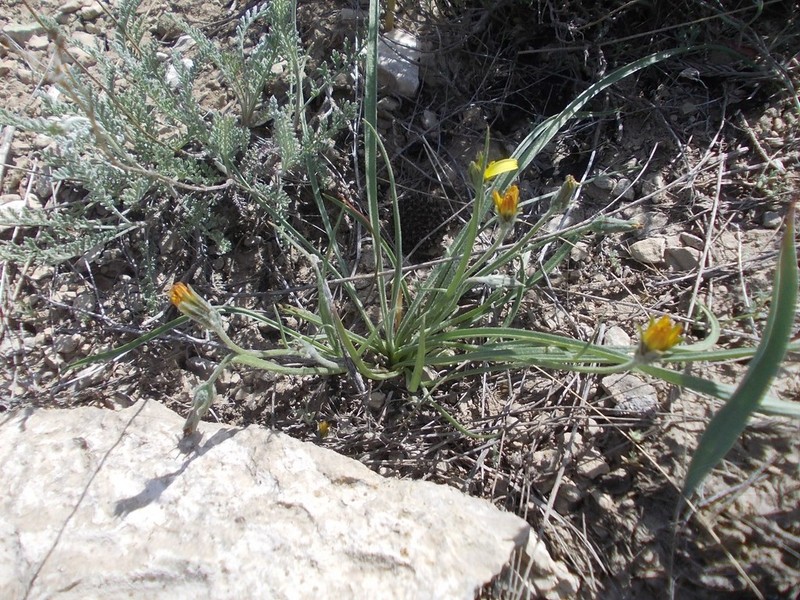Gelasia tuberosa photo 7