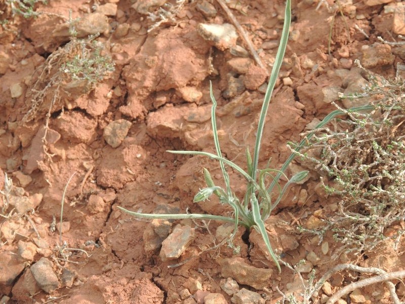 Gelasia tuberosa photo 8