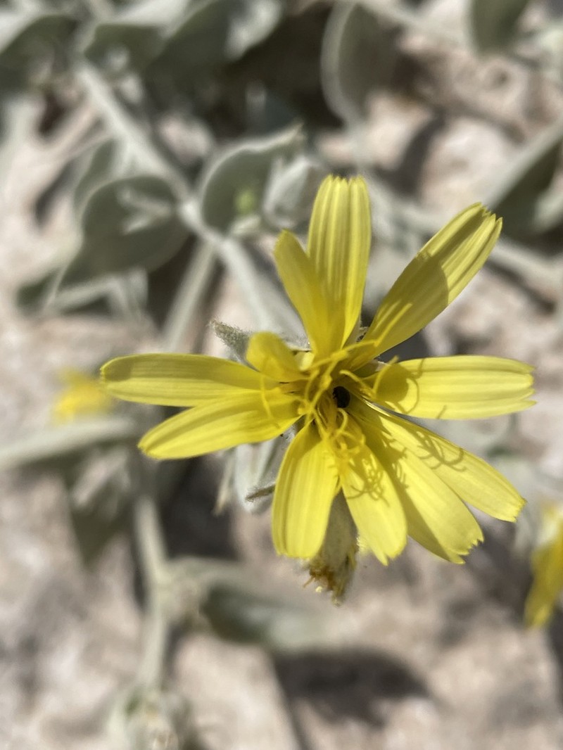 Gelasia veratrifolia