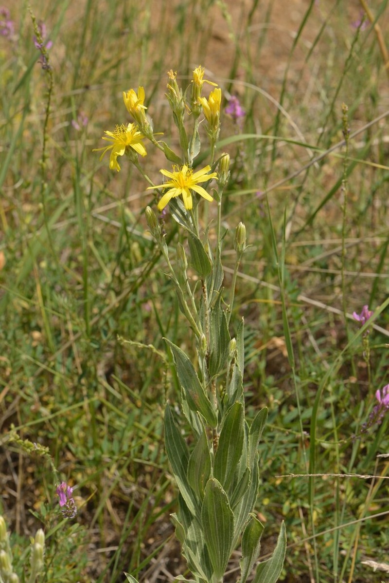 Gelasia veratrifolia photo 2