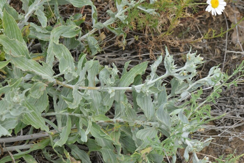 Gelasia veratrifolia photo 3