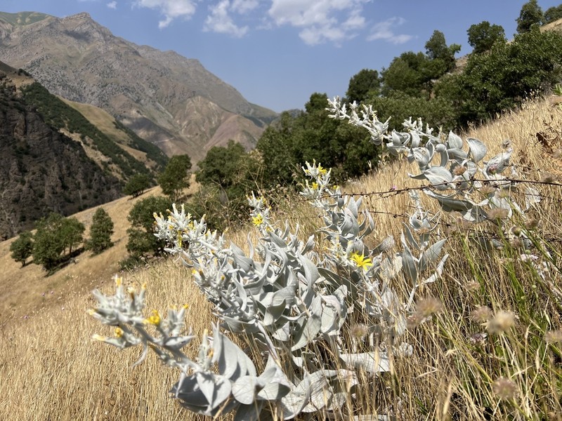 Gelasia veratrifolia photo 4