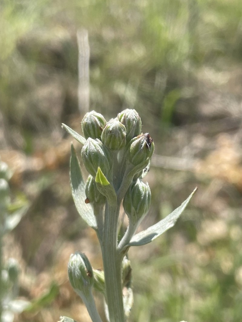 Gelasia veratrifolia photo 5