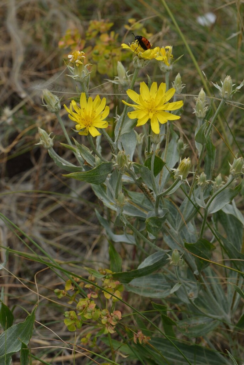 Gelasia veratrifolia photo 6