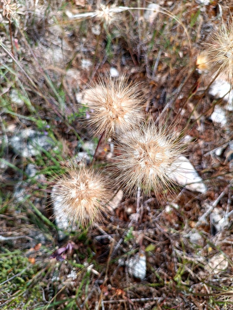 Gelasia villosa subsp. columnae