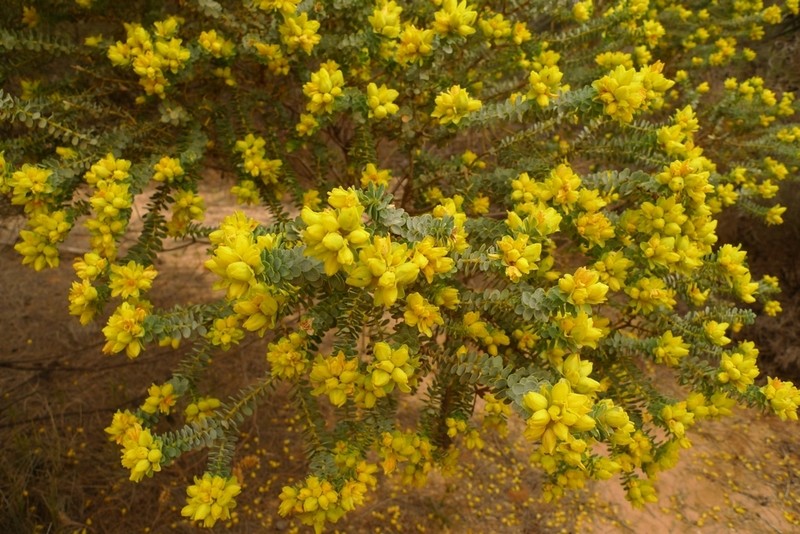 Geleznowia amabilis