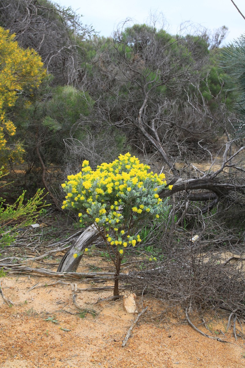 Geleznowia amabilis photo 2
