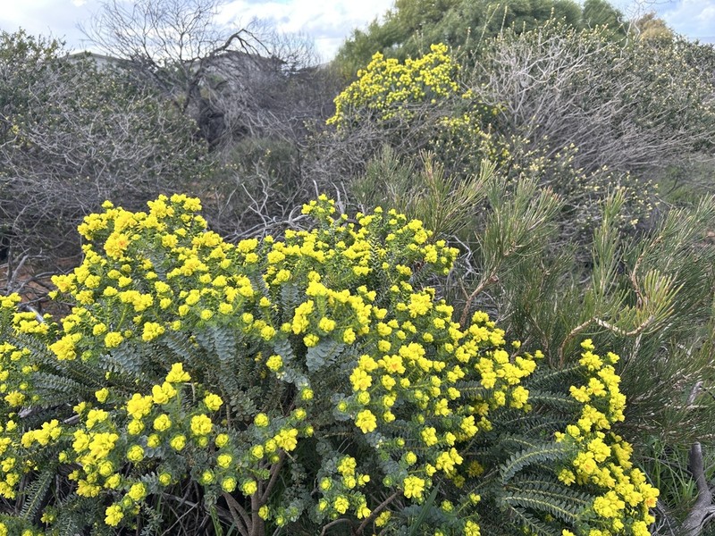 Geleznowia amabilis photo 3