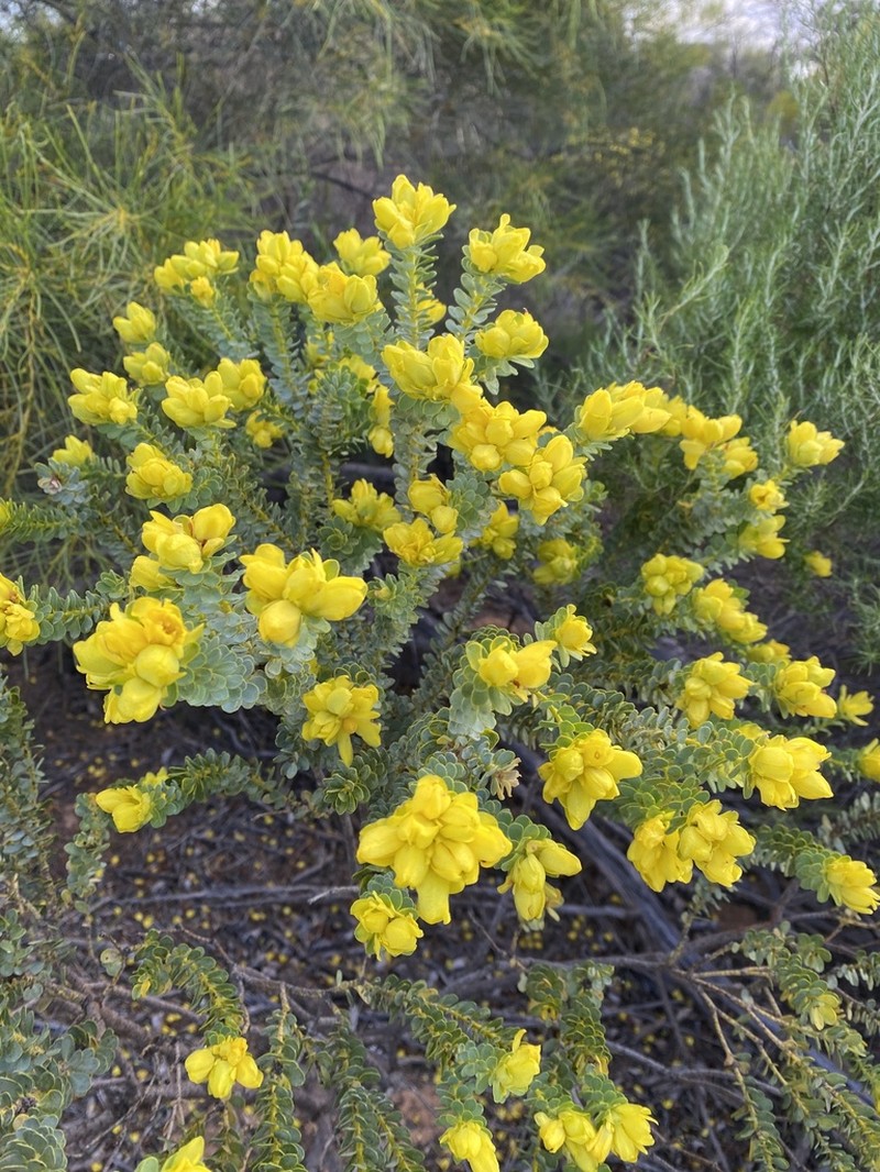 Geleznowia amabilis photo 4