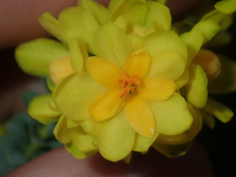Geleznowia amabilis photo 5