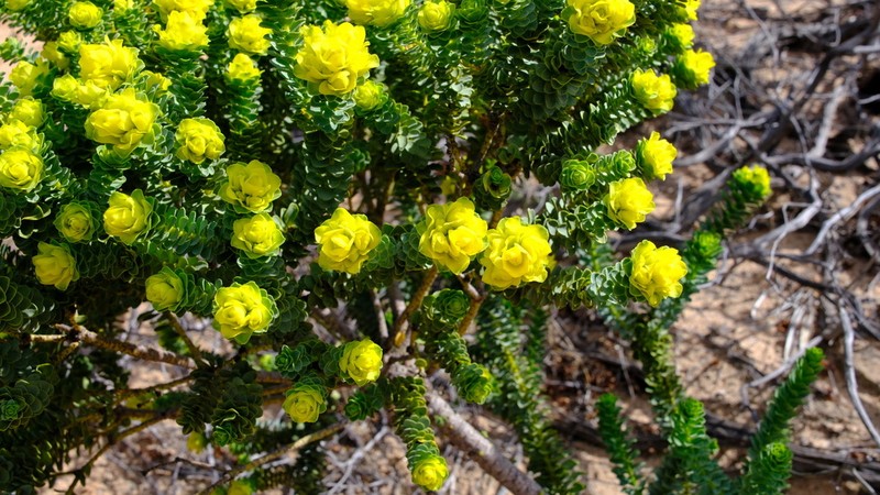 Geleznowia amabilis photo 6
