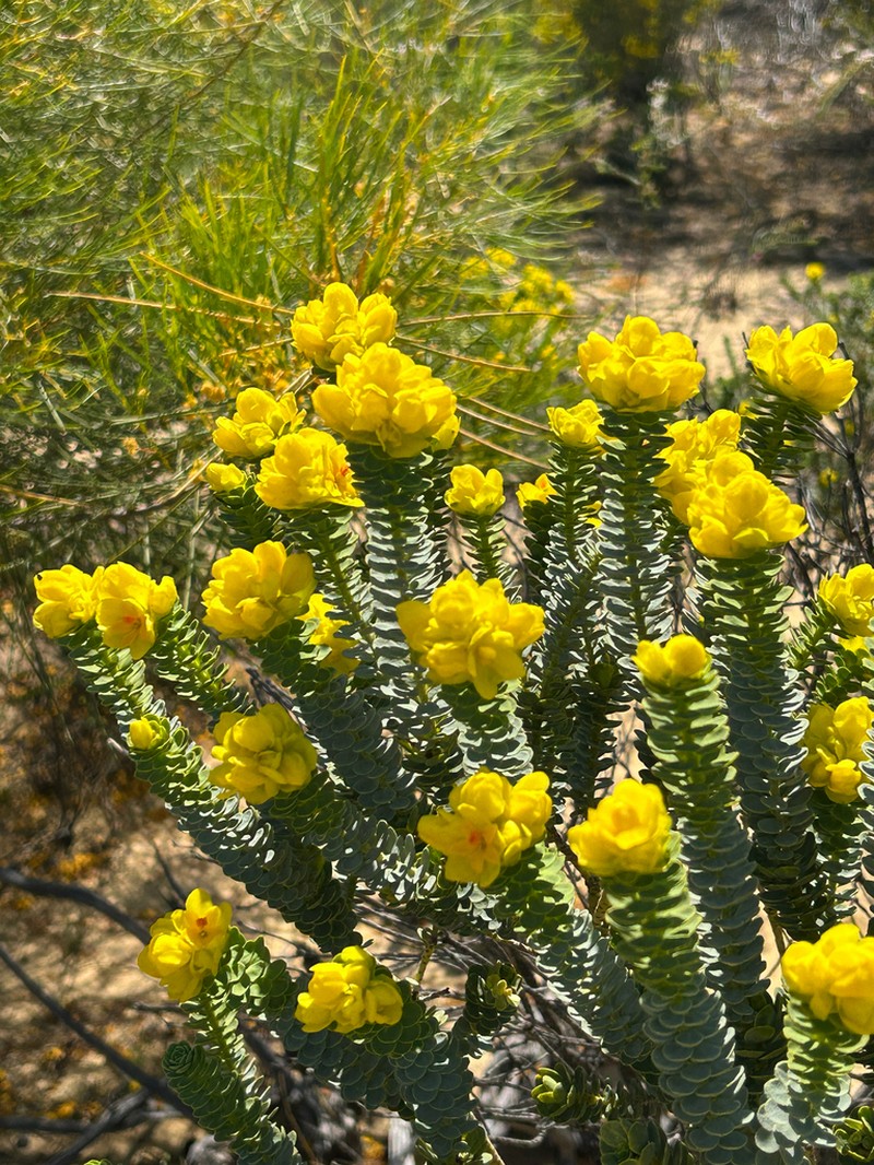 Geleznowia amabilis photo 7
