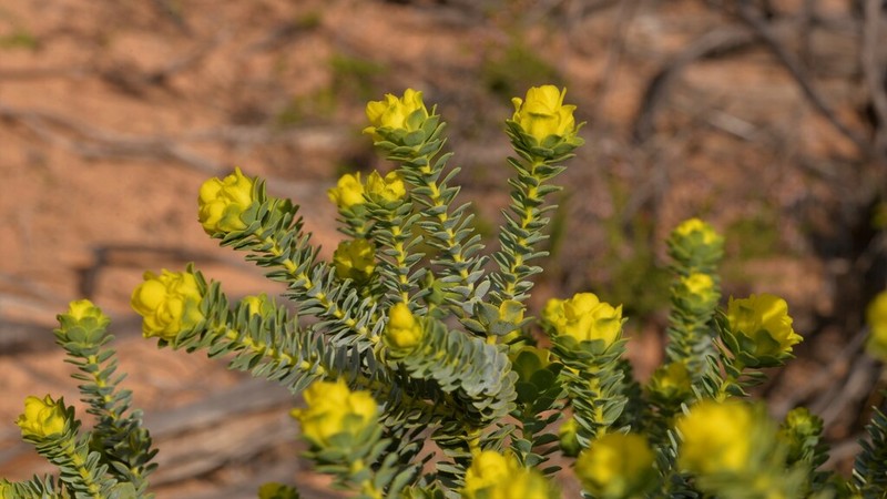 Geleznowia amabilis photo 8
