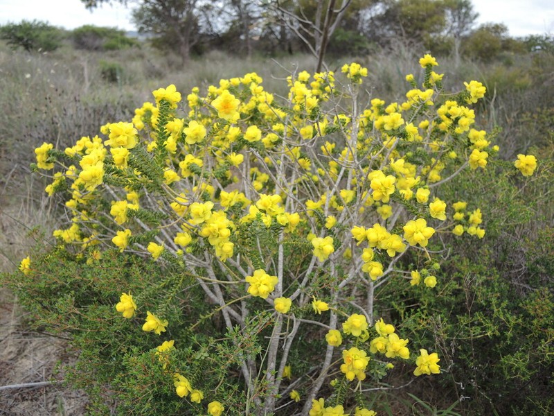 Geleznowia eximia