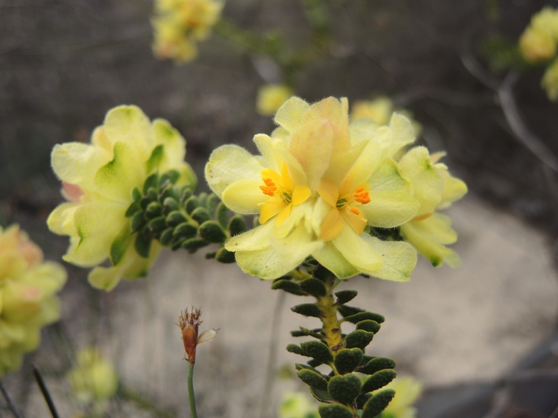 Geleznowia narcissoides