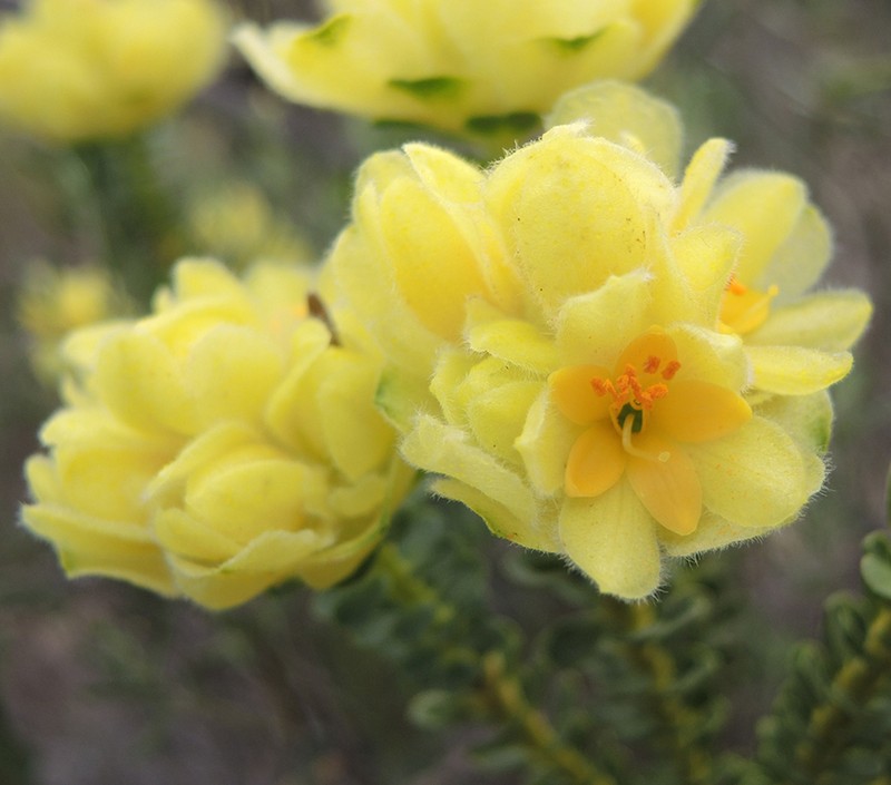 Geleznowia narcissoides photo 2