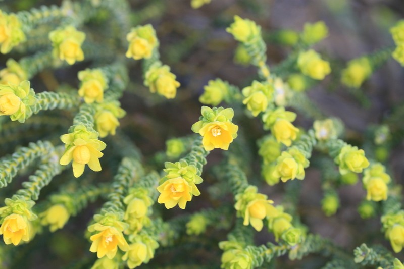 Geleznowia occulta