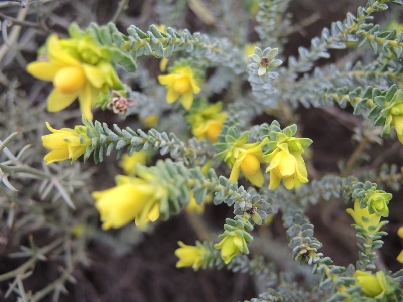 Geleznowia occulta photo 2