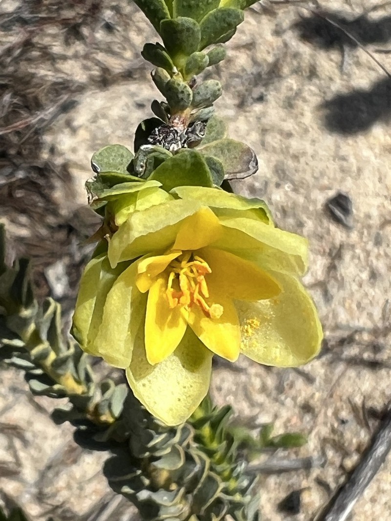 Geleznowia uberiflora