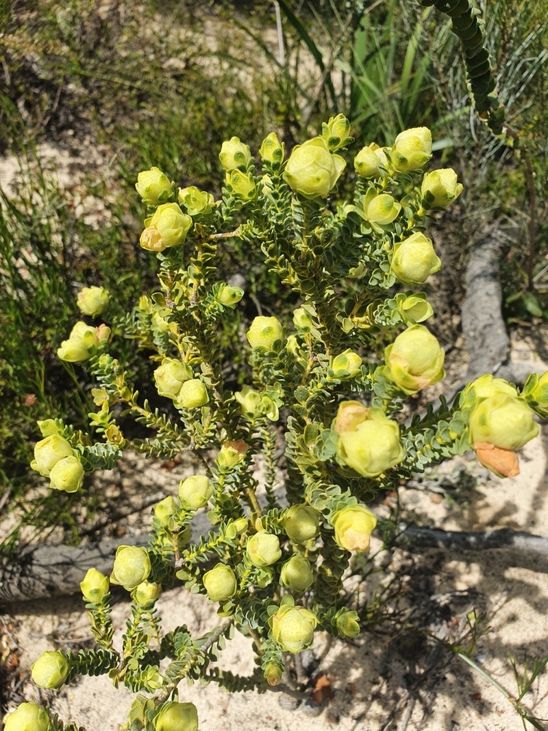Geleznowia uberiflora photo 2
