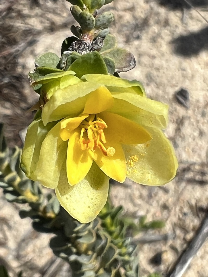 Geleznowia uberiflora photo 3