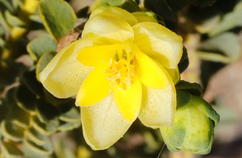 Geleznowia uberiflora photo 4