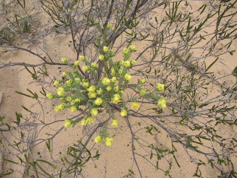 Geleznowia uberiflora photo 5