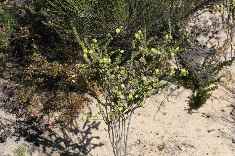 Geleznowia uberiflora photo 6