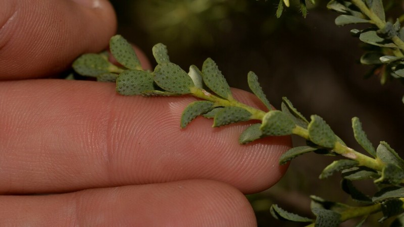Geleznowia uberiflora photo 7