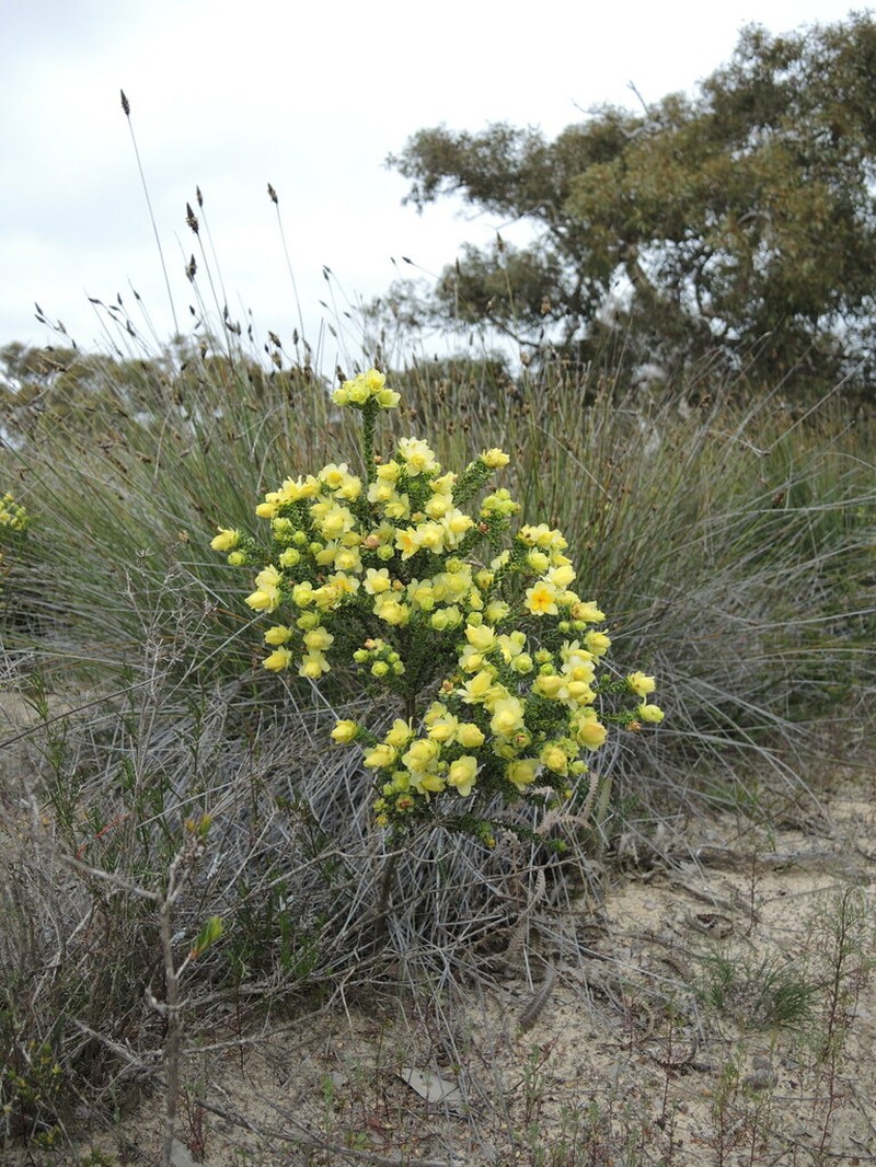 Geleznowia uberiflora photo 8