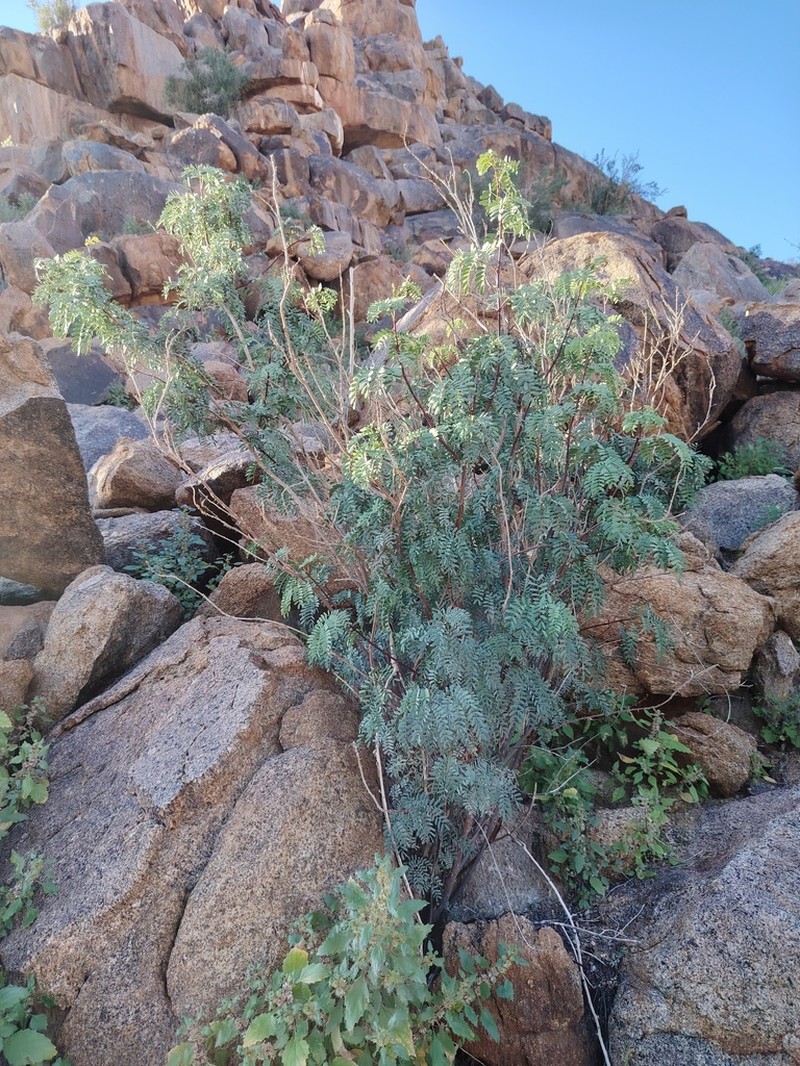 Gelrebia bracteata photo 2