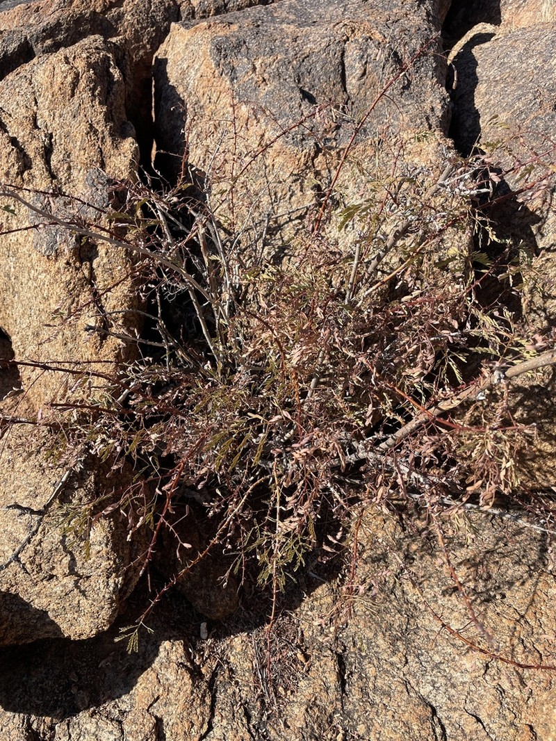 Gelrebia bracteata photo 3