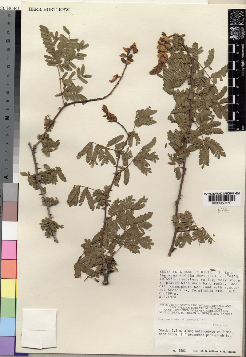 Gelrebia dauensis