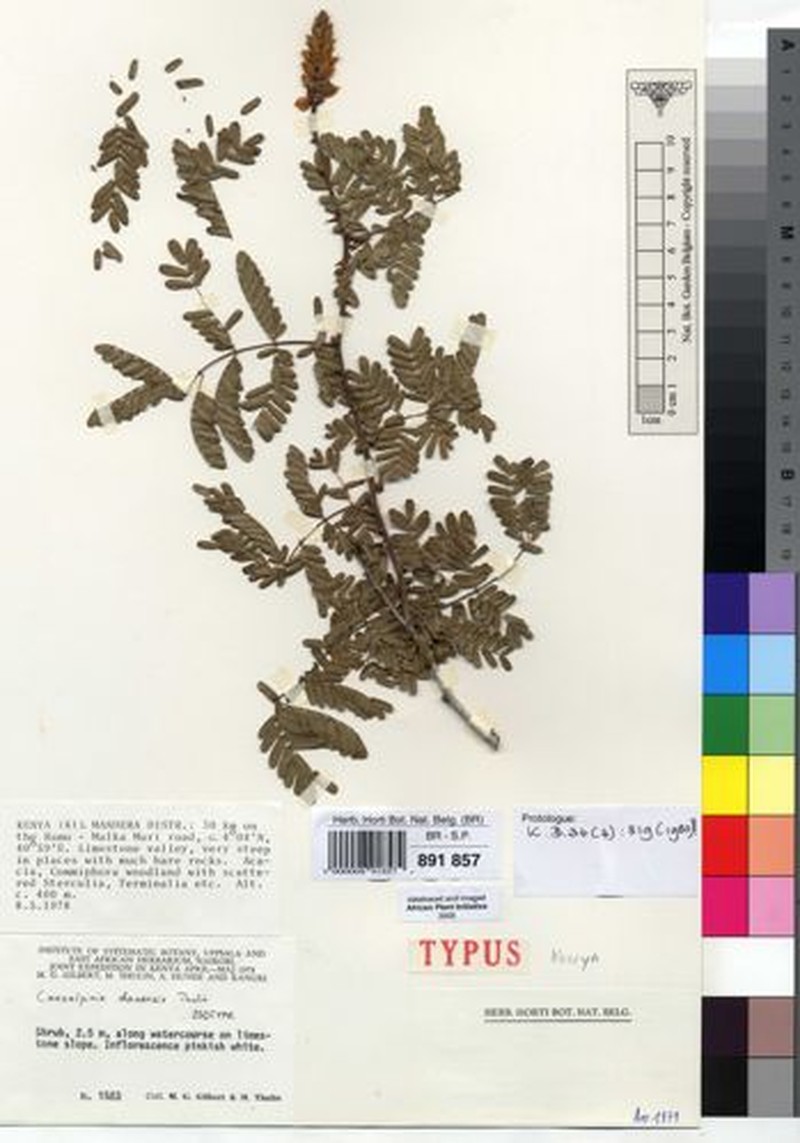 Gelrebia dauensis photo 2