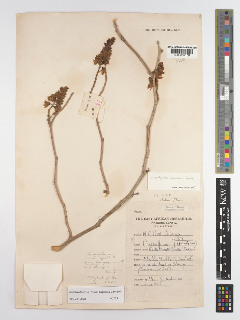 Gelrebia dauensis photo 3