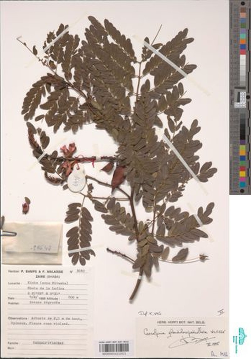 Gelrebia glandulosopedicellata