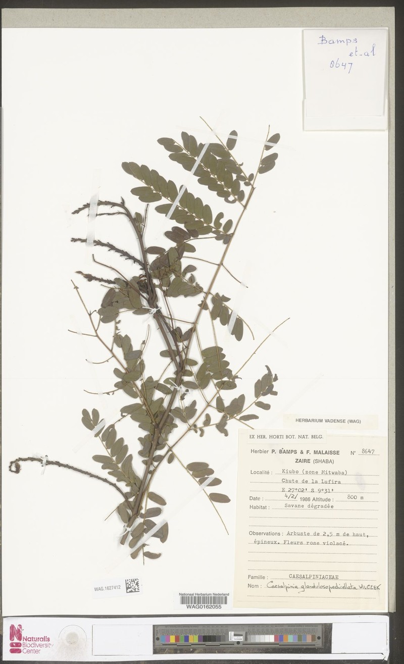 Gelrebia glandulosopedicellata photo 2