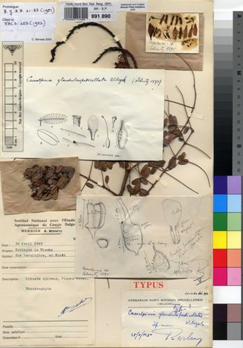 Gelrebia glandulosopedicellata photo 3