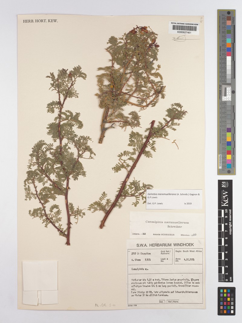 Gelrebia merxmuellerana