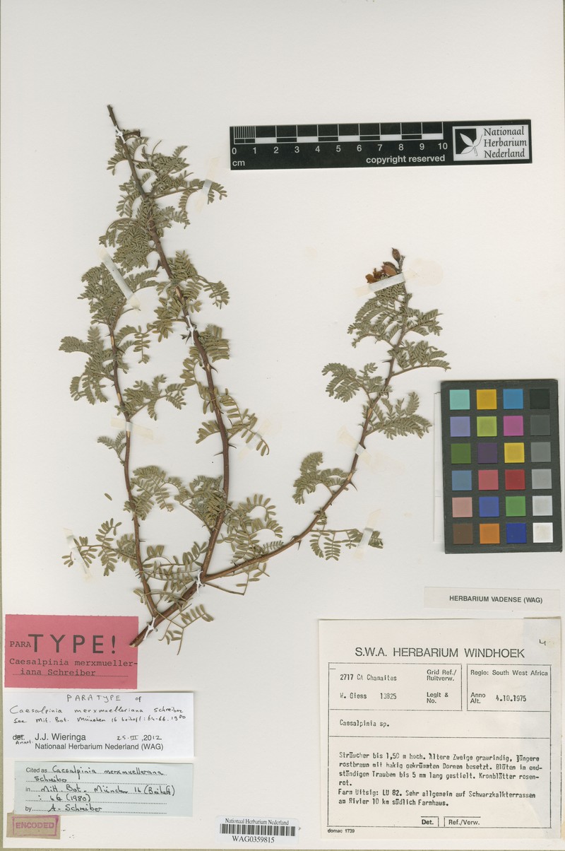 Gelrebia merxmuellerana photo 2
