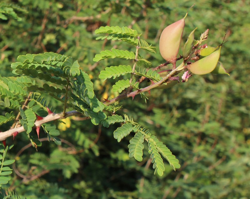 Gelrebia rostrata photo 3