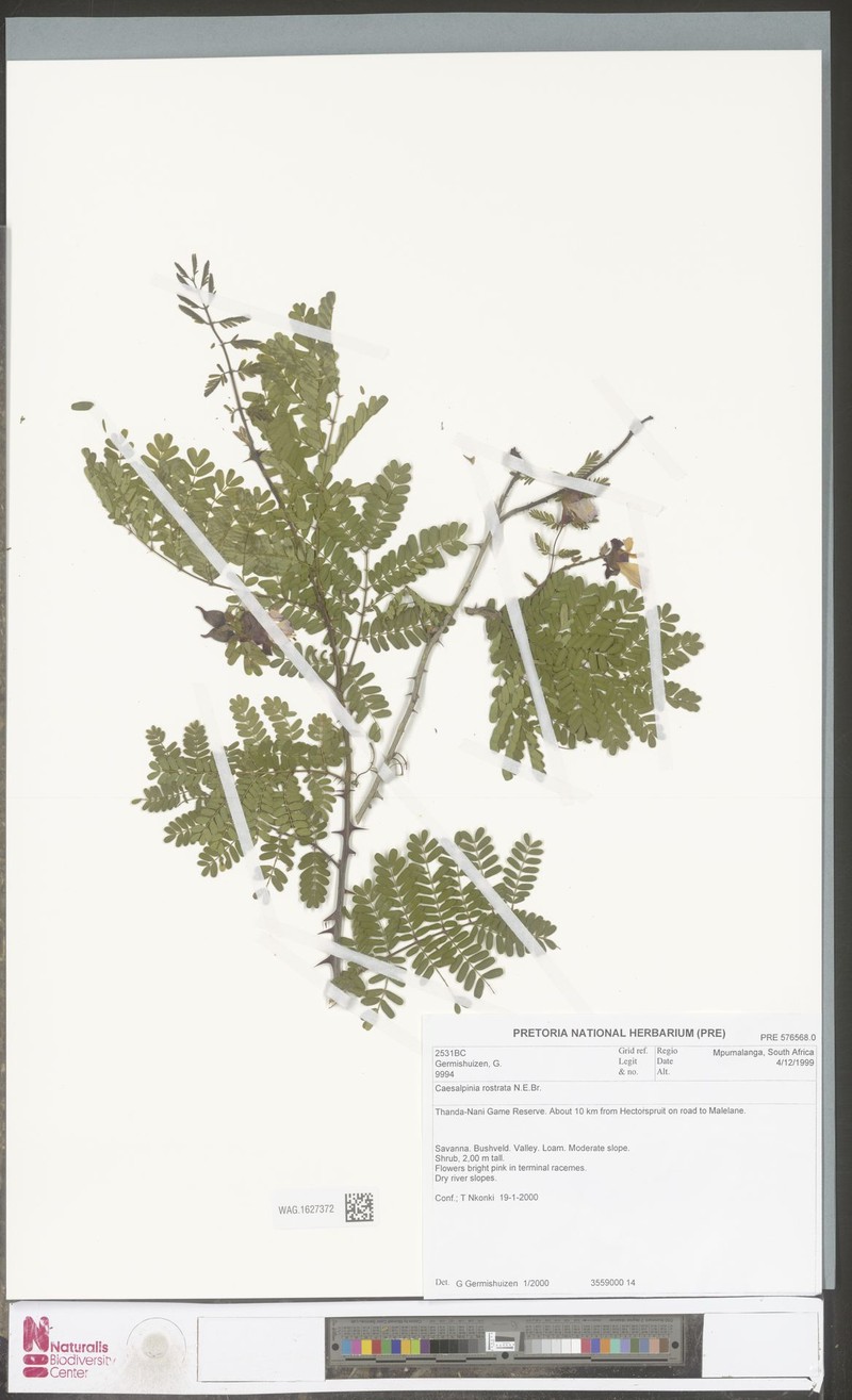 Gelrebia rostrata photo 8