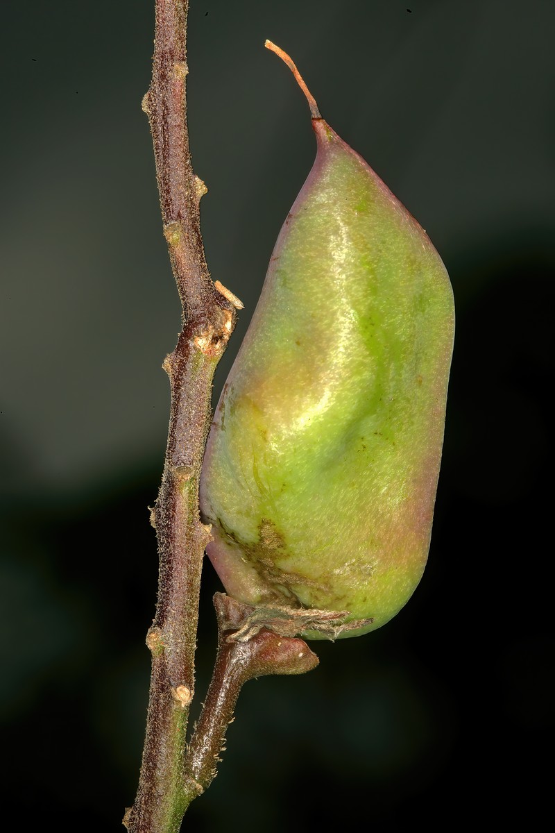 Gelrebia rostrata