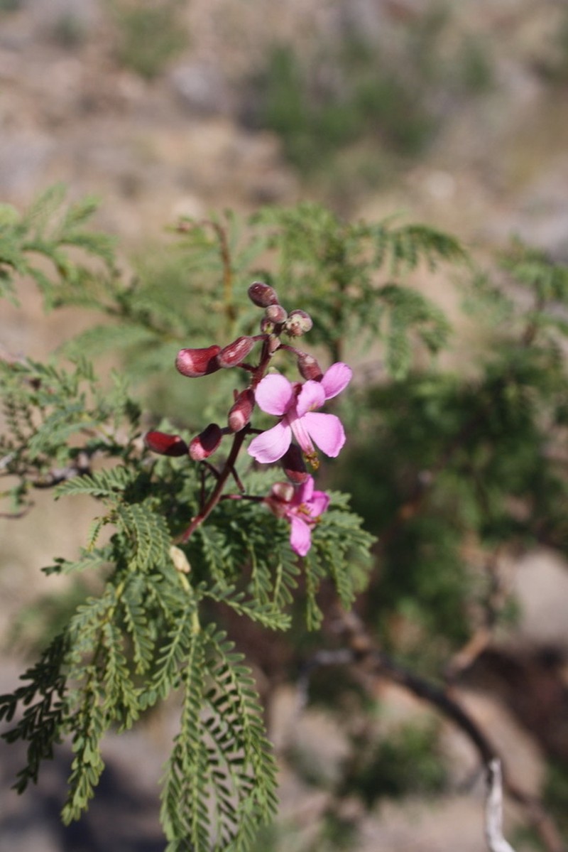 Gelrebia rubra